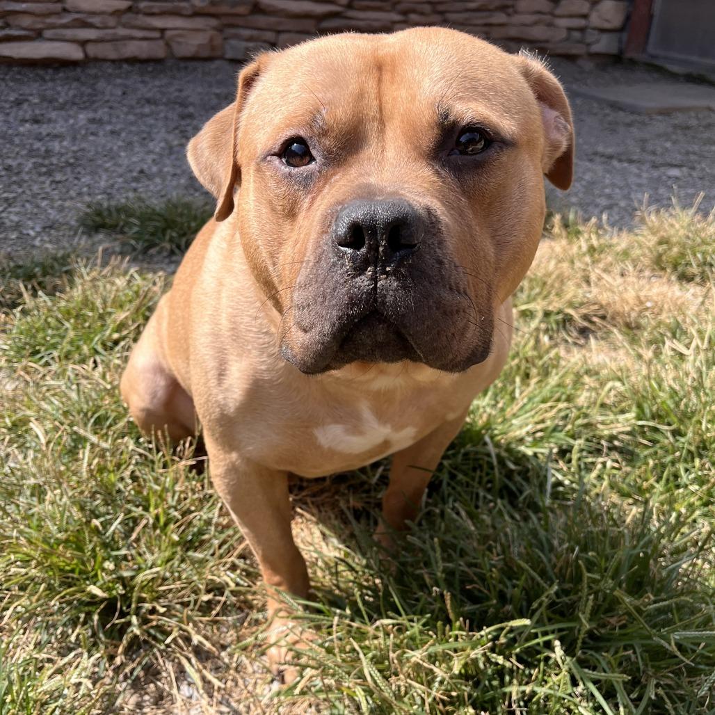 Enlarge Anubis, a Adoptable Mixed Breed in Fairport, NY image 5/6