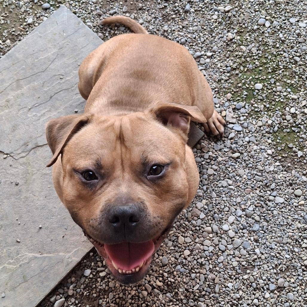 Enlarge Anubis, a Adoptable Mixed Breed in Fairport, NY image 6/6