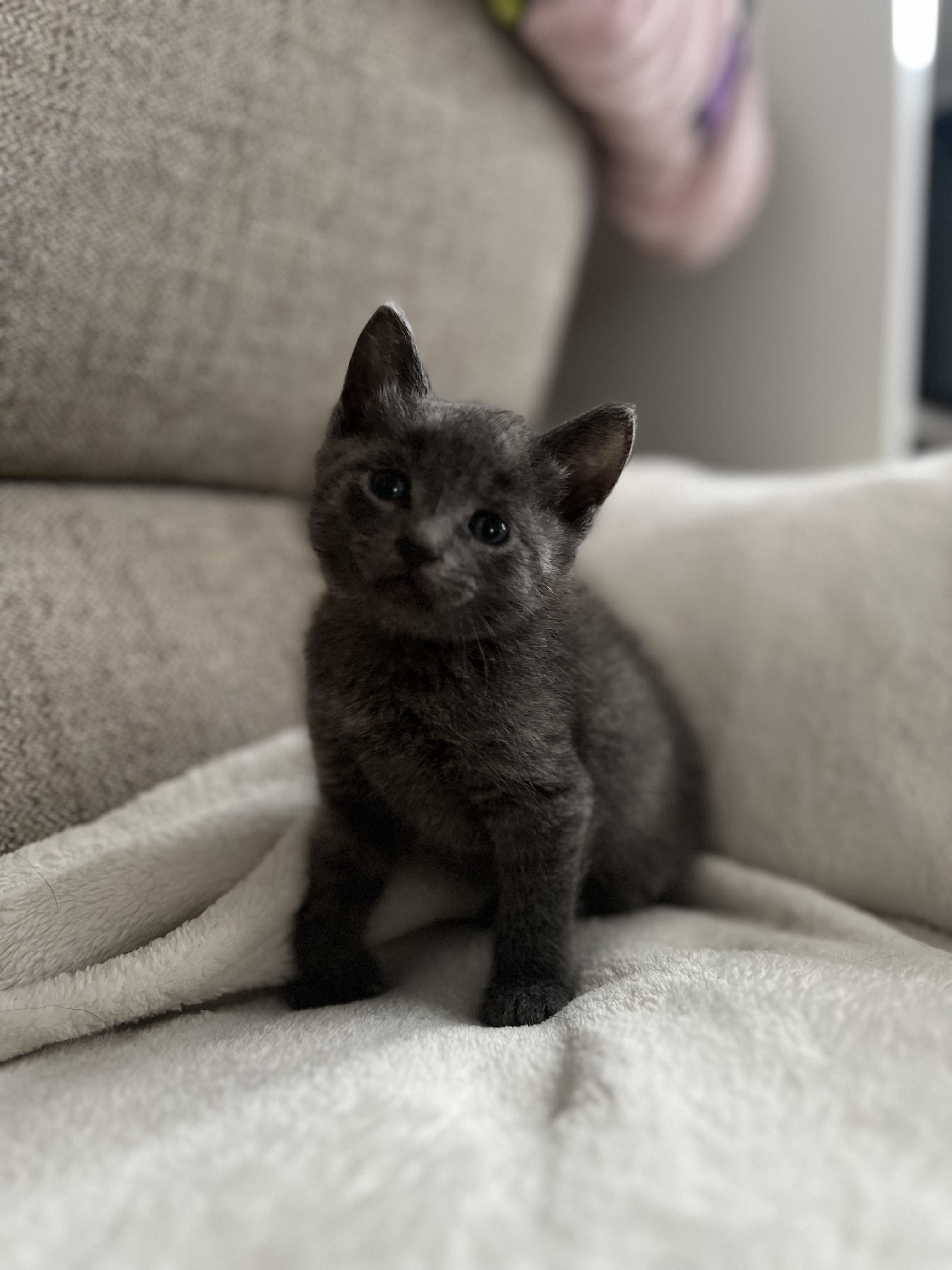 Little Enzo, Baby Male Domestic Short Hair