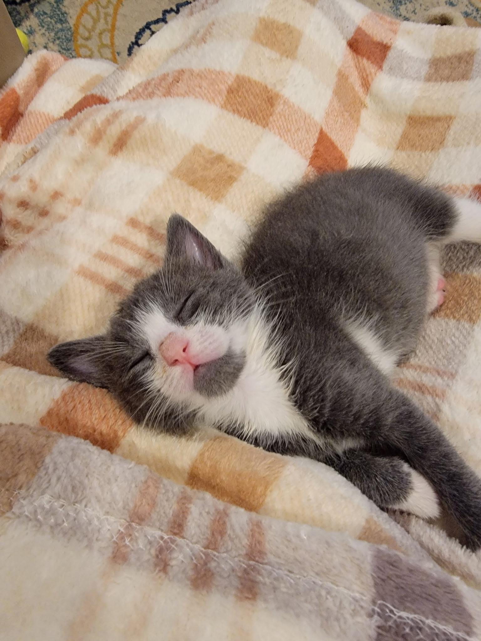 Amelia