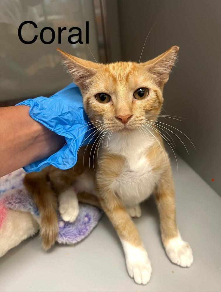 Coy Coral, a Adoptable Domestic Short Hair in Randolph, MA image 1/2