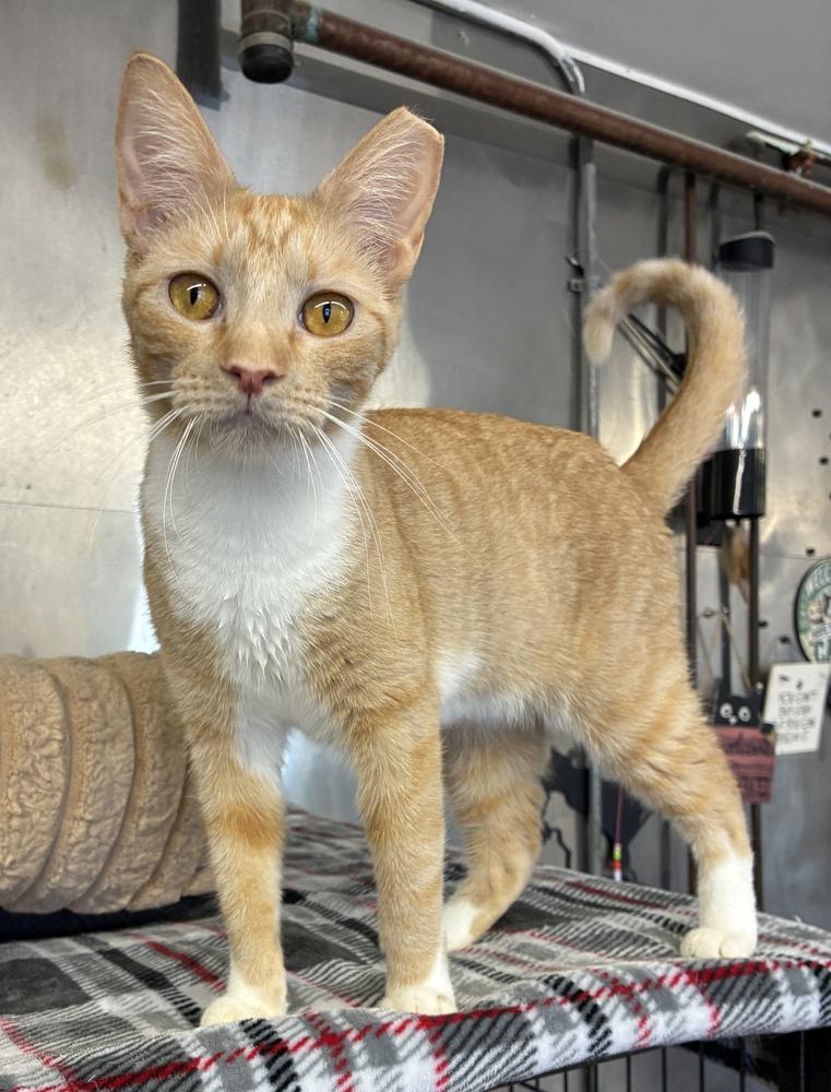 Enlarge Coy Coral, a Adoptable Domestic Short Hair in Randolph, MA image 1/4