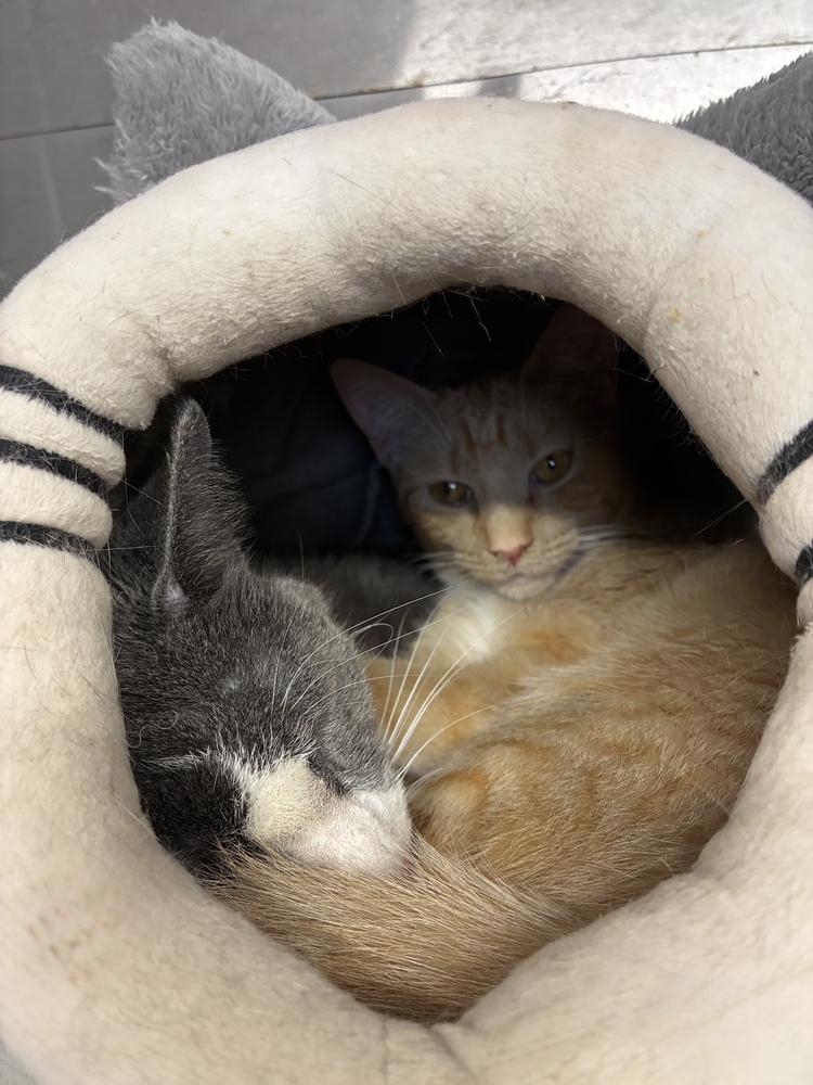 Coy Coral, a Adoptable Domestic Short Hair in Randolph, MA image 2/3