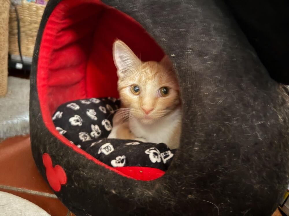 Coy Coral, a Adoptable Domestic Short Hair in Randolph, MA image 2/2