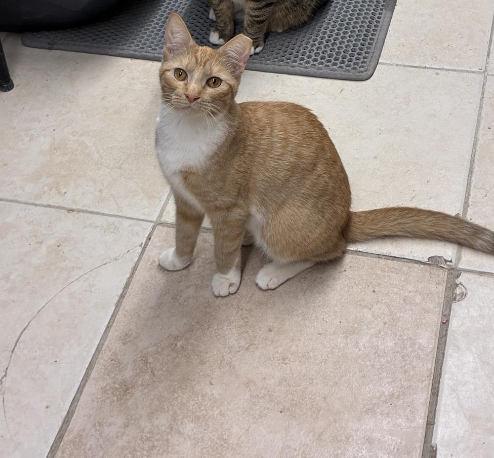 Coy Coral, a Adoptable Domestic Short Hair in Randolph, MA image 1/3