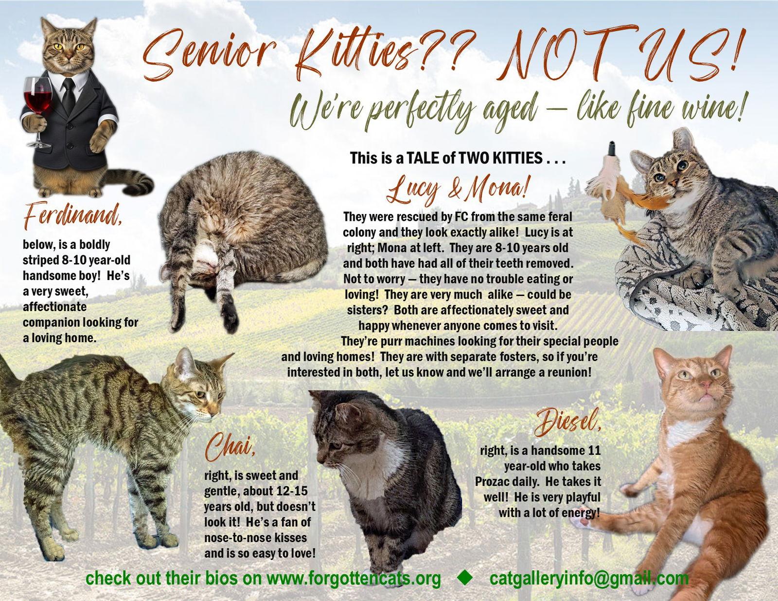 More Mature & Senior Cats (male & female) 2 flyers, Adoptable, Adult Male Domestic Short Hair.
