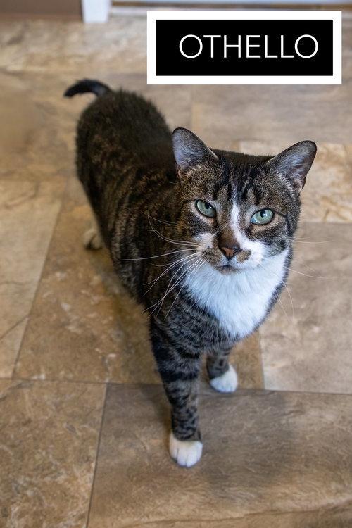 More Mature & Senior Cats (male & female) 2 flyers, a Adoptable Domestic Short Hair in Greenville, DE image 2/3