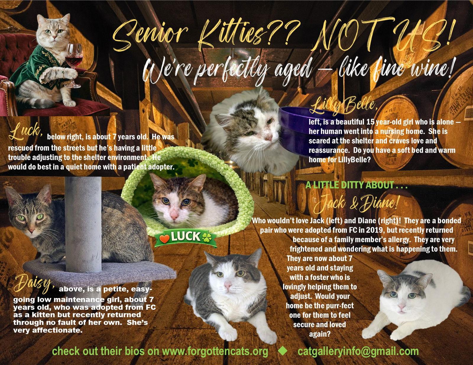More Mature & Senior Cats (male & female) 2 flyers, a Adoptable Domestic Short Hair in Greenville, DE image 3/3