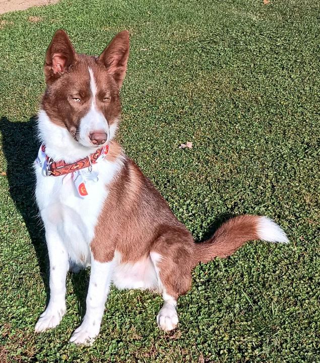 Kevin, a Adopted mixed breed in Eagle, MI image 3/5