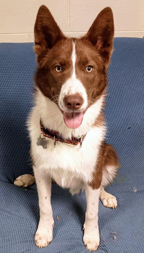 Kevin, a Adopted mixed breed in Eagle, MI image 1/5