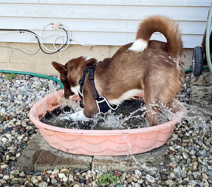 Kevin, a Adopted mixed breed in Eagle, MI image 2/5