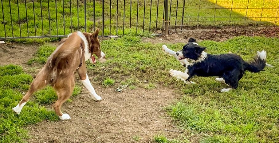 Kevin, a Adopted mixed breed in Eagle, MI image 4/5