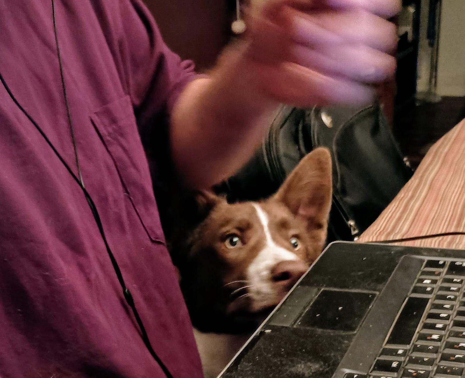 Kevin, a Adopted mixed breed in Eagle, MI image 5/5