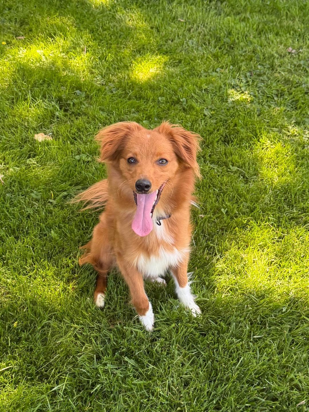 Sadie, a ADOPTABLE mixed breed in Wadsworth, OH image 1/4