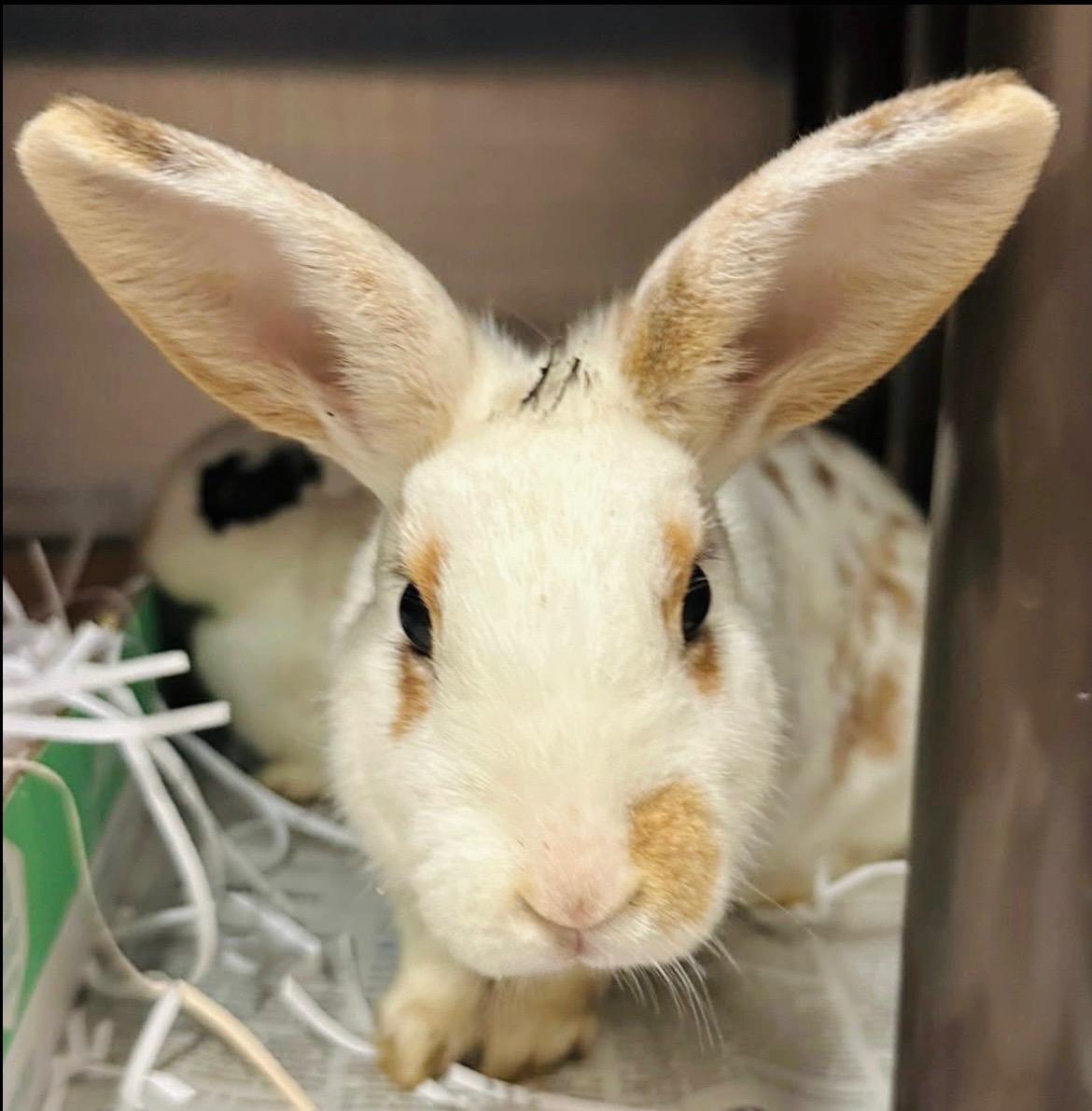 Nesquik, ADOPTABLE, Adult Female Bunny Rabbit.