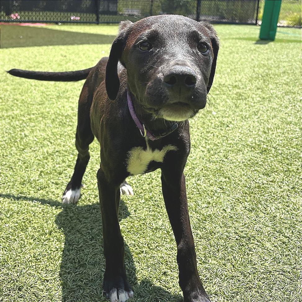 Labradorite, Adoptable, Puppy Male Mixed Breed.
