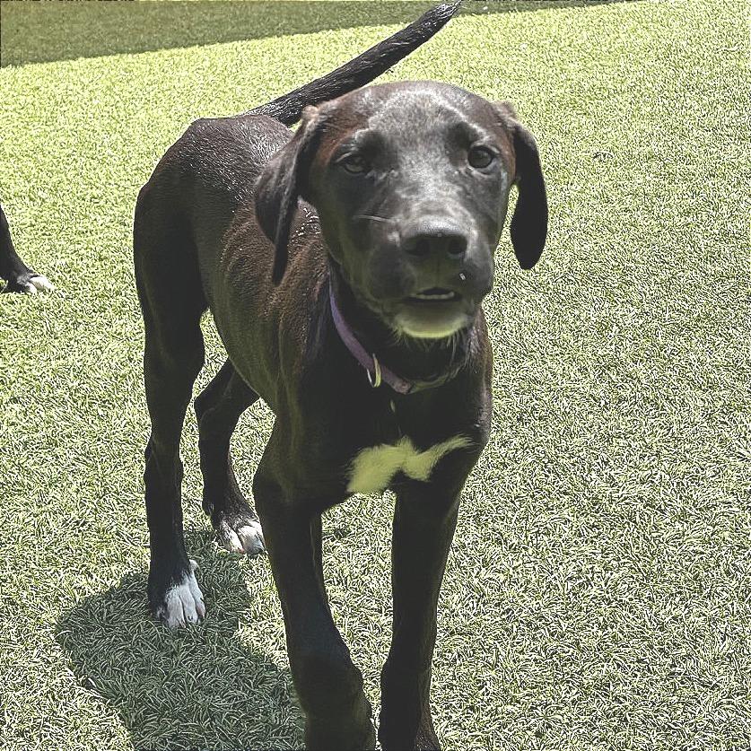 Enlarge Labradorite, a Adoptable Mixed Breed in Washington Township, OH image 2/2
