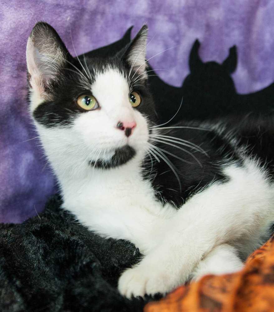 Flash, Adopted, Young Male Domestic Short Hair.