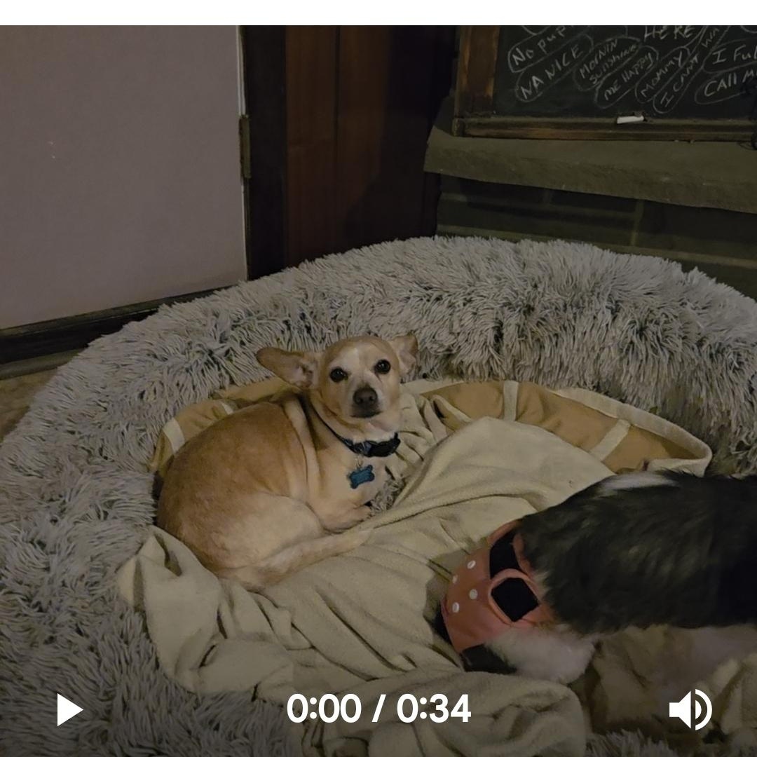 Diego, ADOPTABLE, Senior Male Chihuahua & Dachshund.