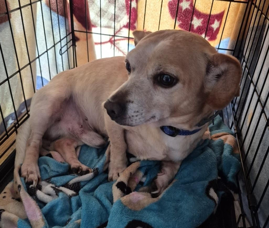 Enlarge Diego, an adoptable mixed breed in Tunkhannock, PA image 4/5