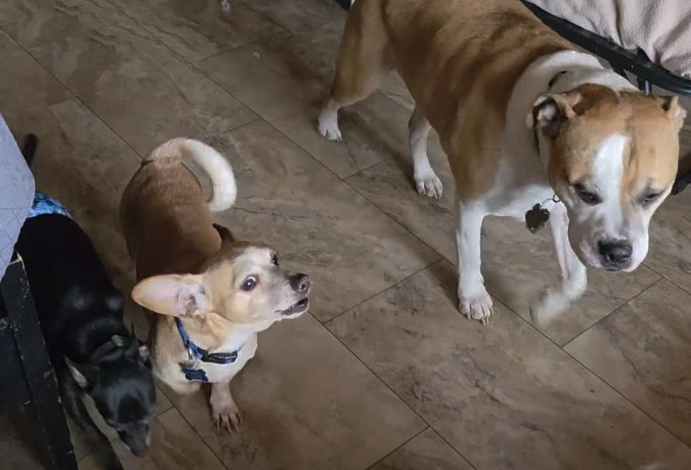 Enlarge Diego, an adoptable mixed breed in Tunkhannock, PA image 5/5