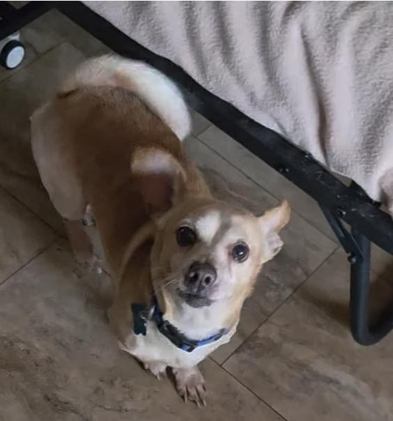 Enlarge Diego, an adoptable mixed breed in Tunkhannock, PA image 3/5