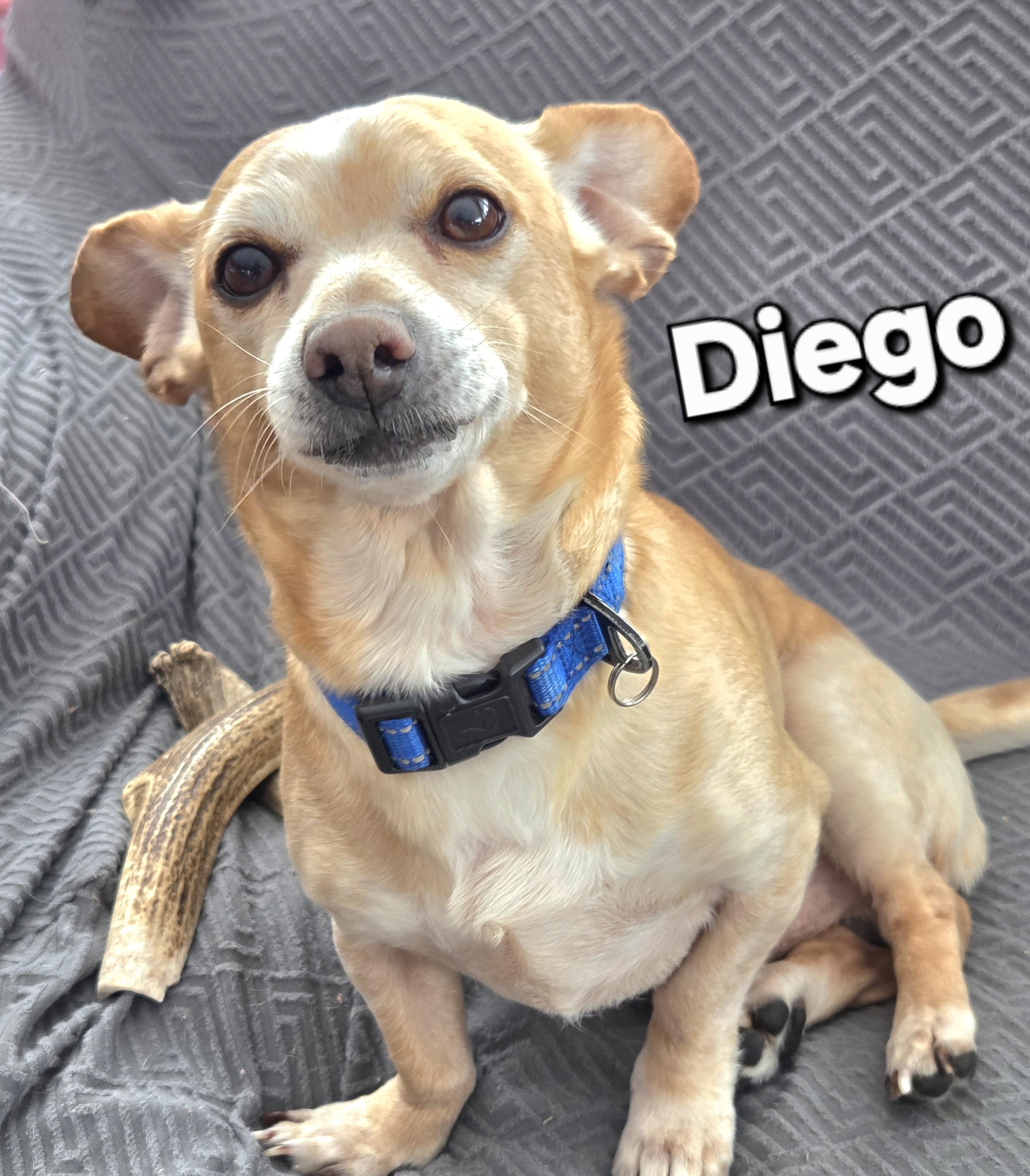 Diego, adoptable, Senior Male Chihuahua & Dachshund.