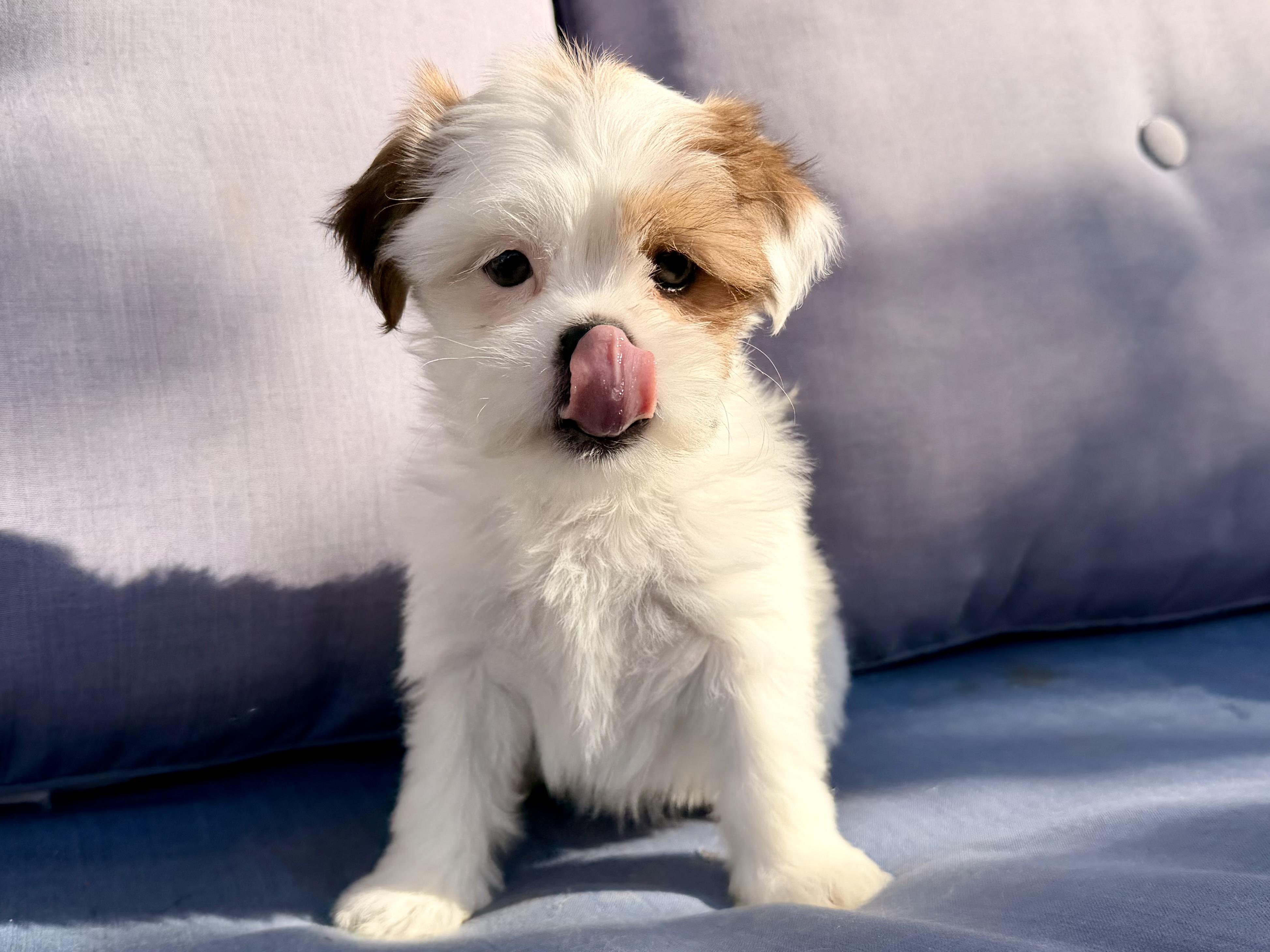 Enlarge Simea , a ADOPTABLE mixed breed in ontario, CA image 3/6