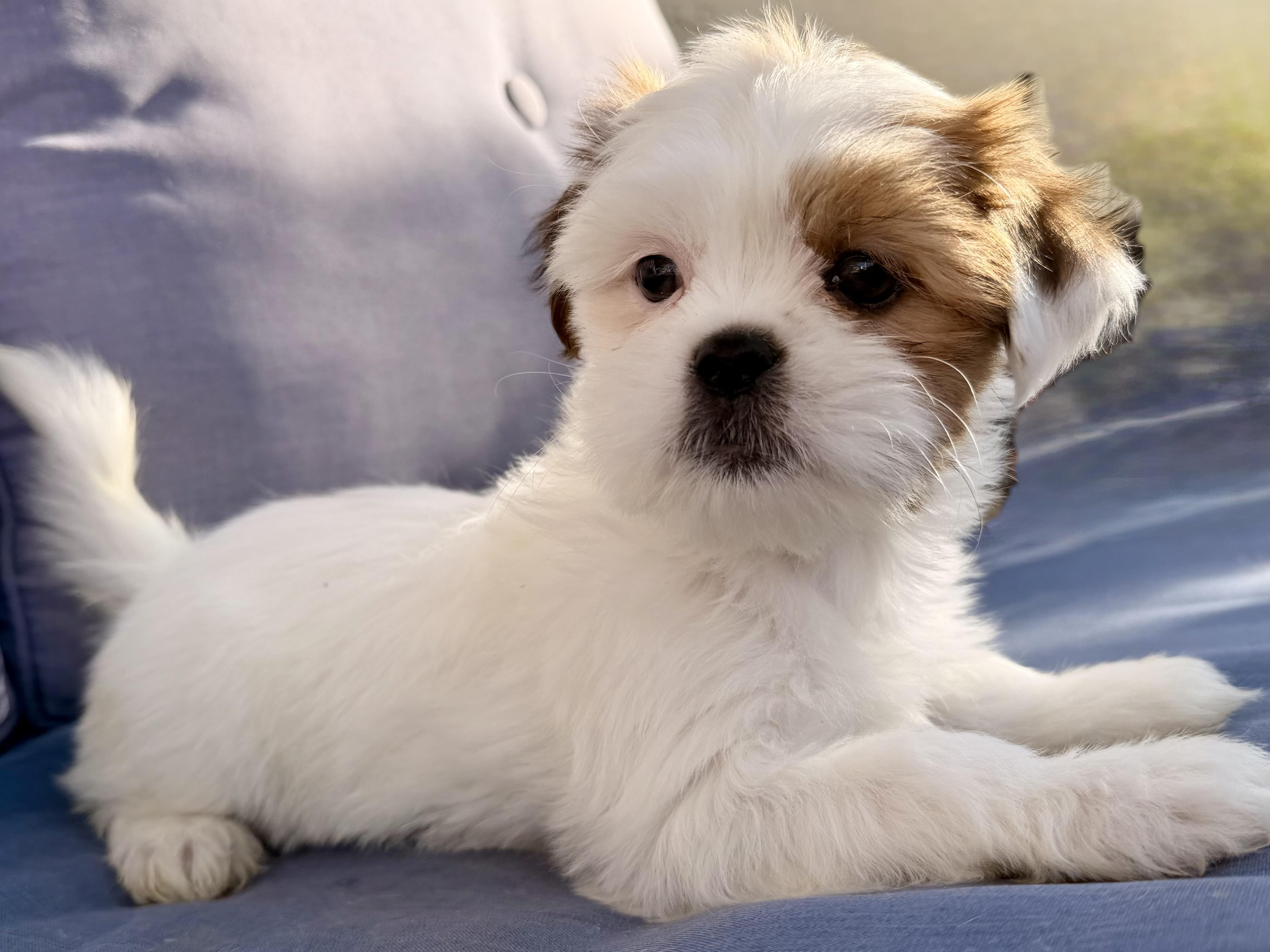 Enlarge Simea , a ADOPTABLE mixed breed in ontario, CA image 6/6