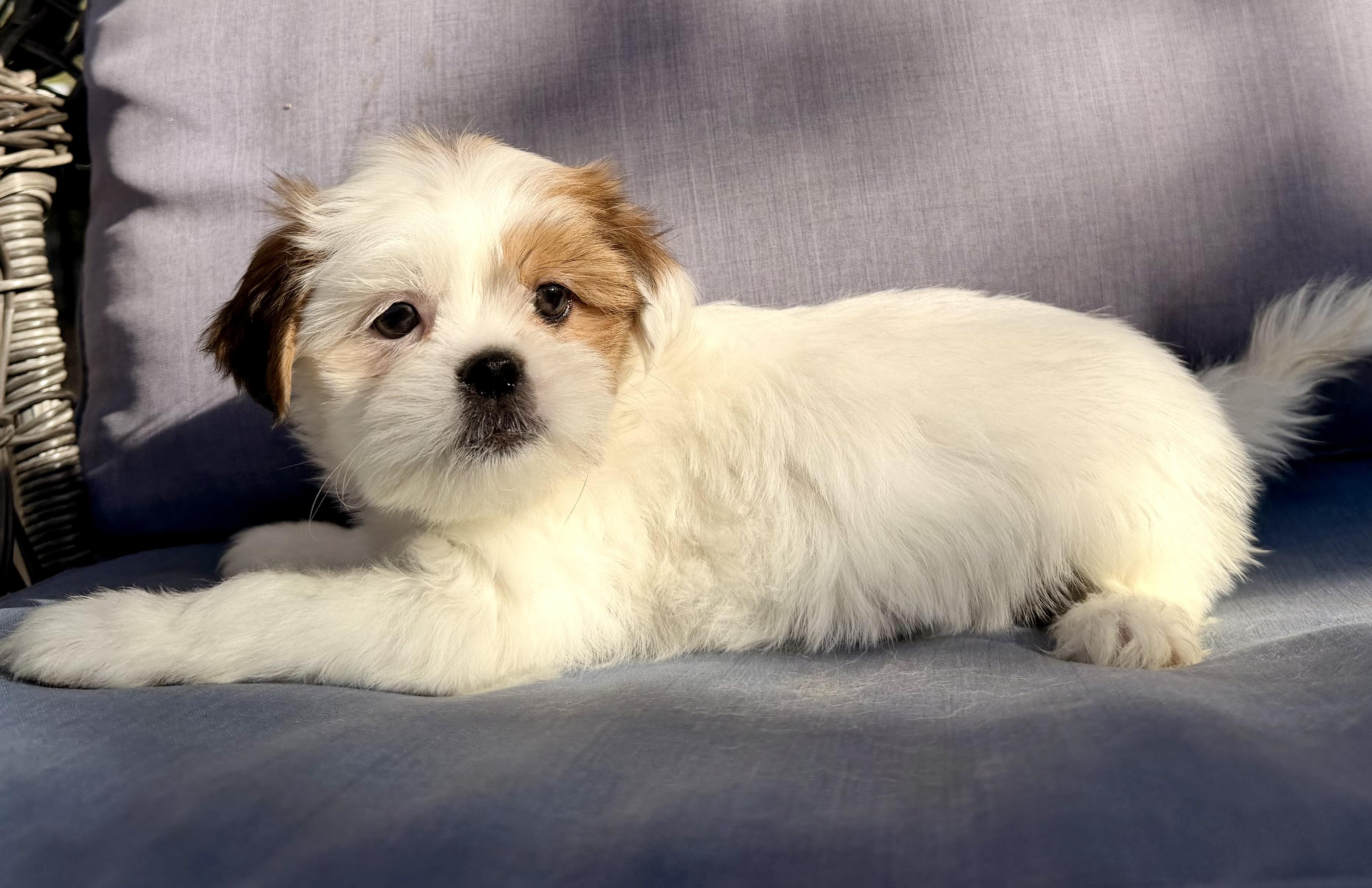 Enlarge Simea , a ADOPTABLE mixed breed in ontario, CA image 5/6