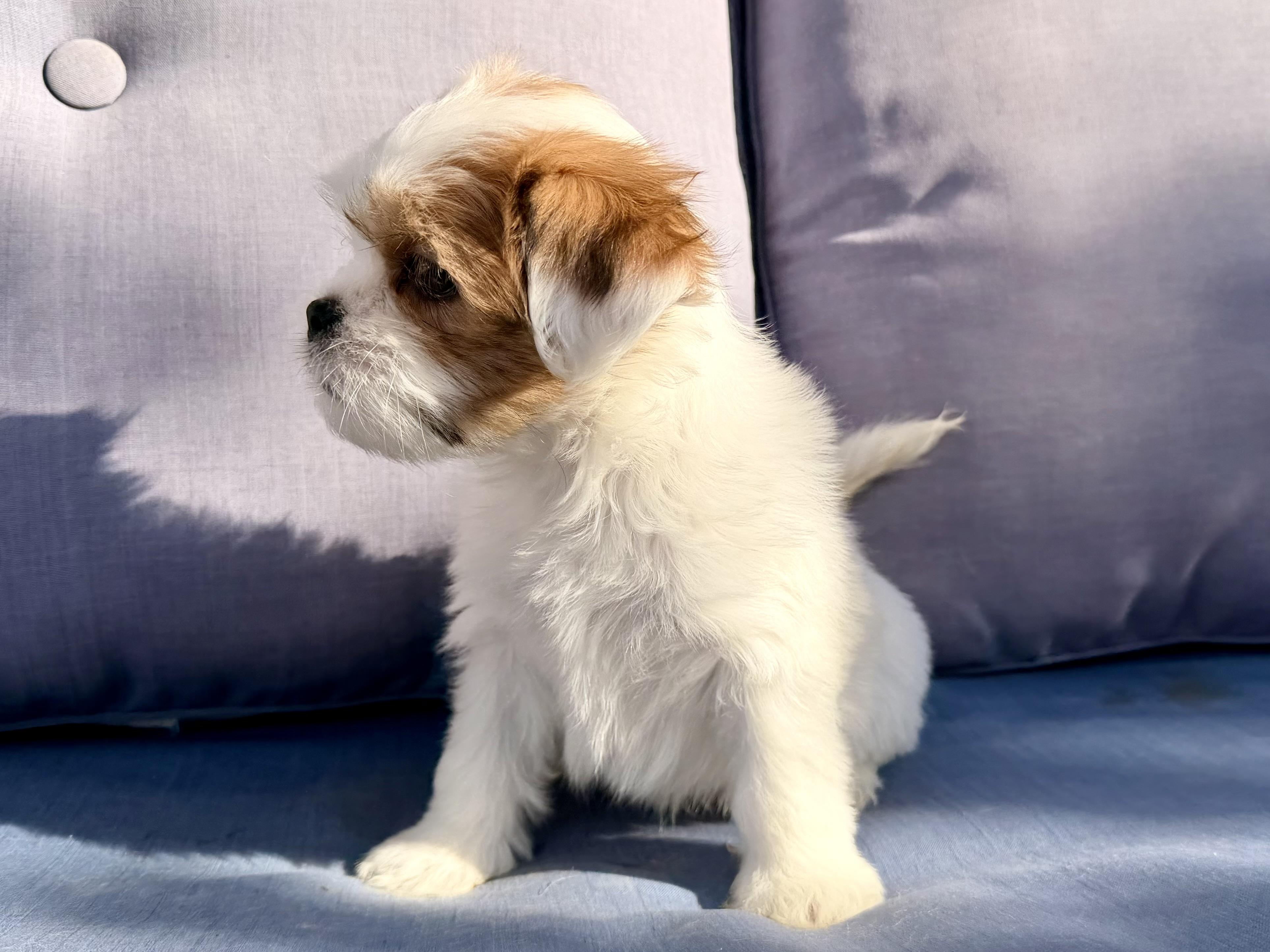 Enlarge Simea , a ADOPTABLE mixed breed in ontario, CA image 4/6