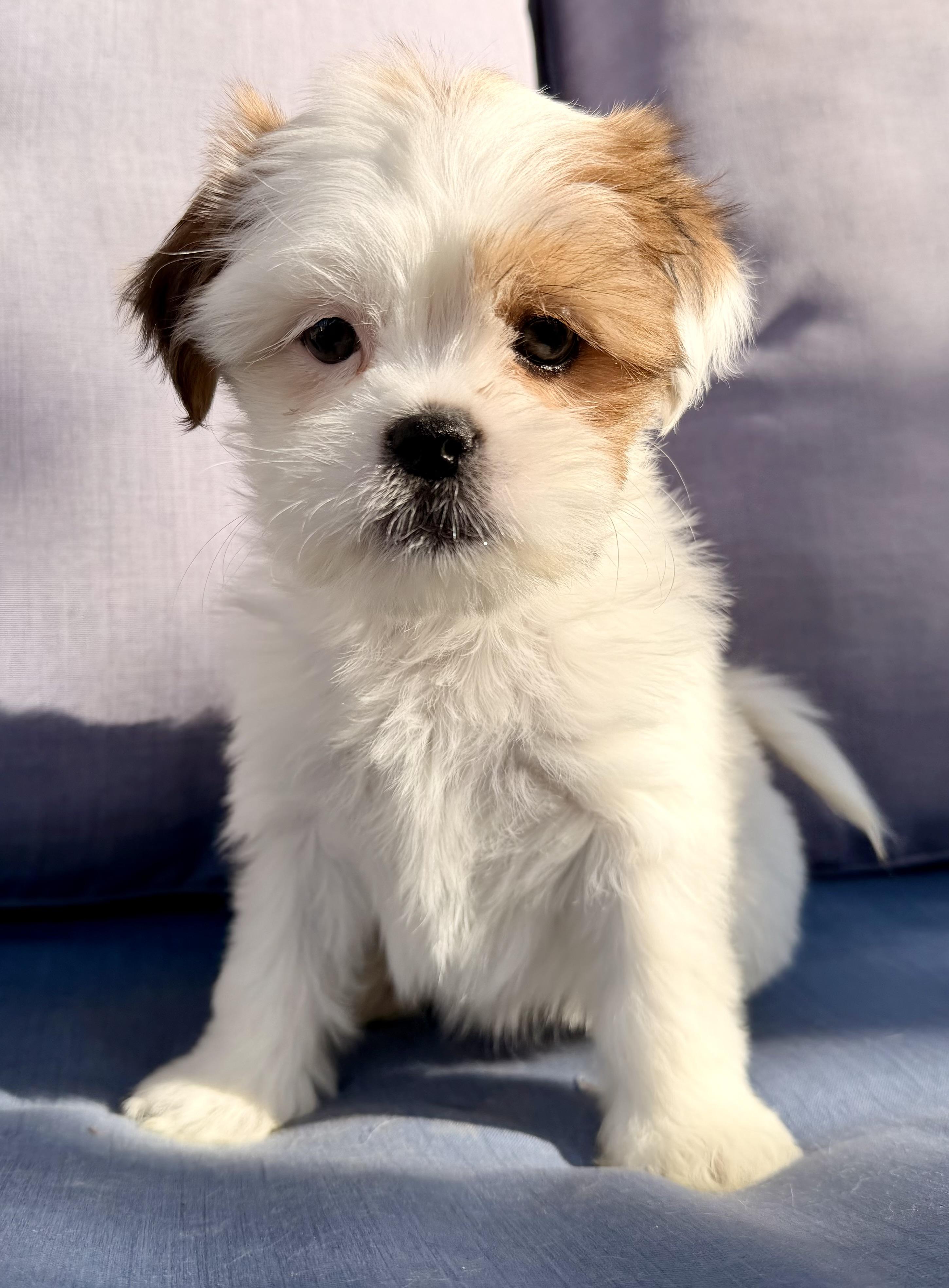 Simea , ADOPTABLE, Puppy Female Shih Tzu & Cavalier King Charles Spaniel.