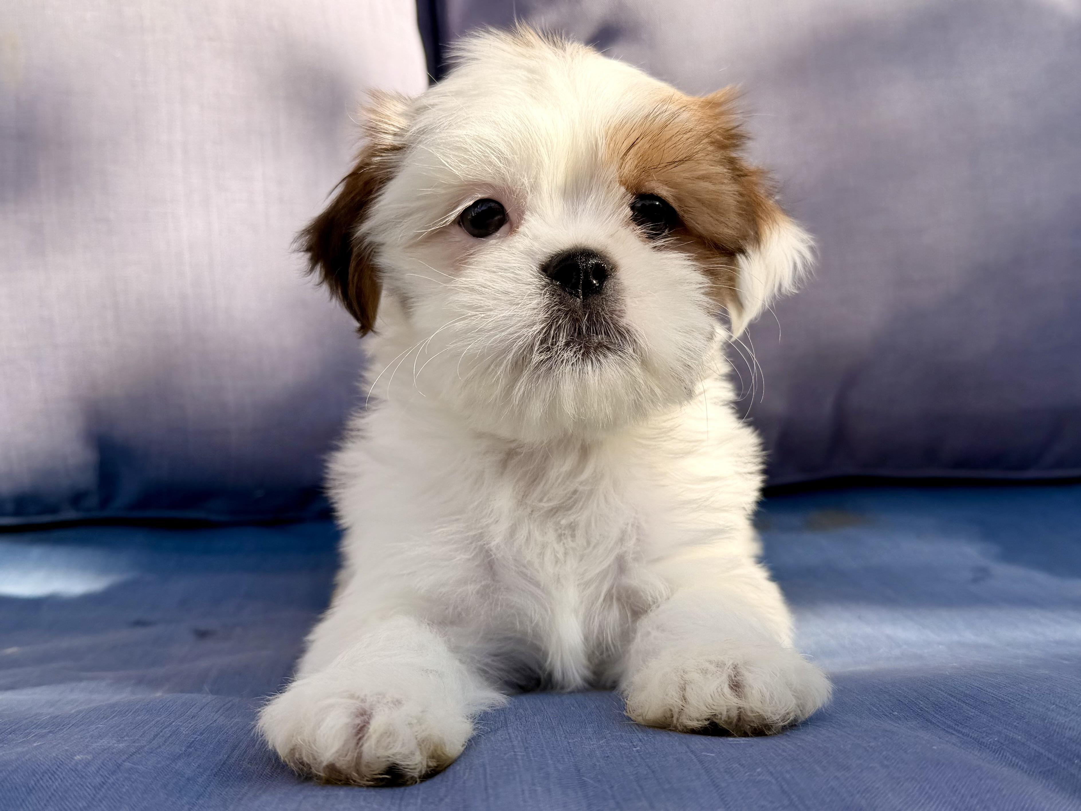 Enlarge Simea , a ADOPTABLE mixed breed in ontario, CA image 2/6