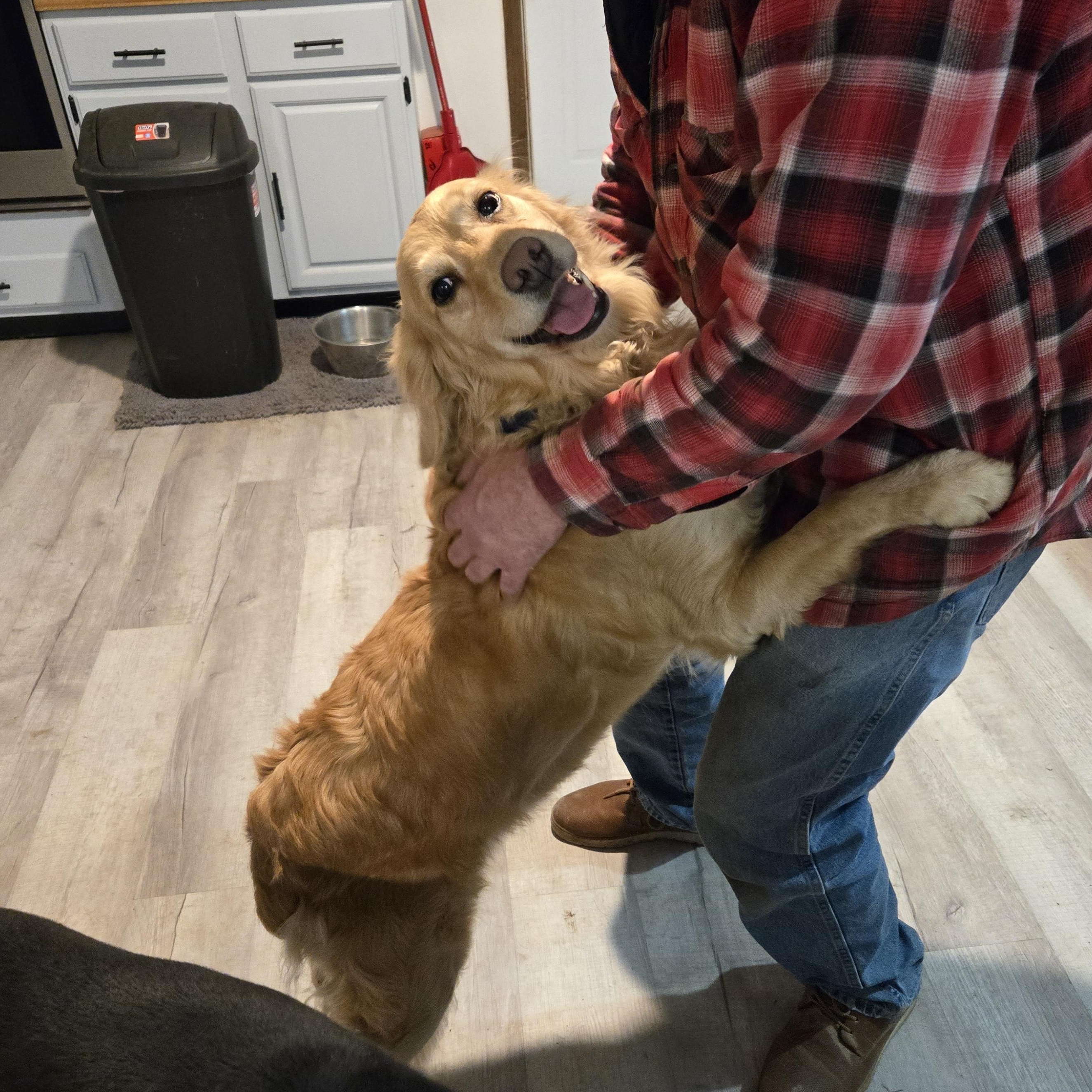 Enlarge Honey, a Adopted Golden Retriever in Grand Rapids, MI image 2/4
