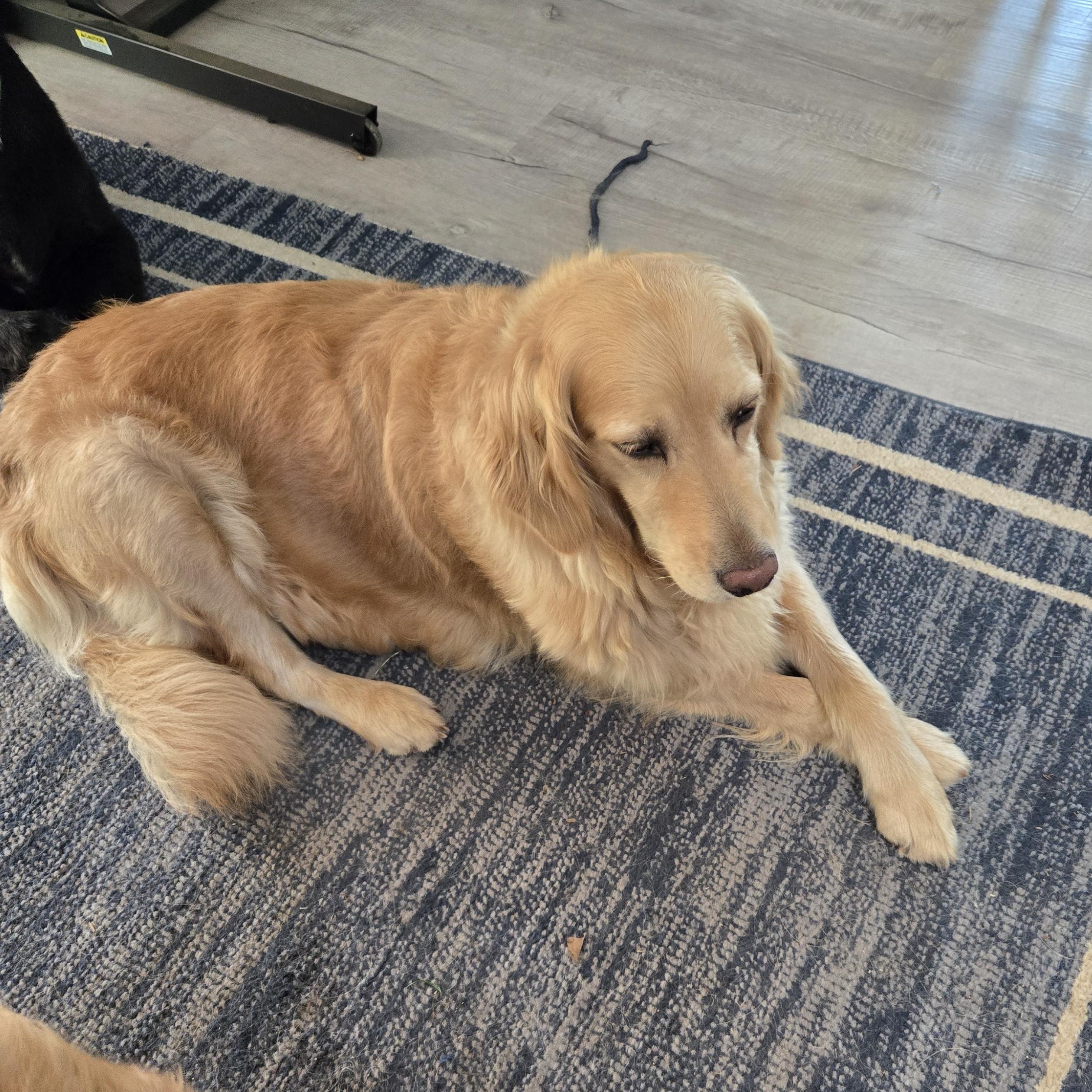 Enlarge Honey, a Adopted Golden Retriever in Grand Rapids, MI image 4/4