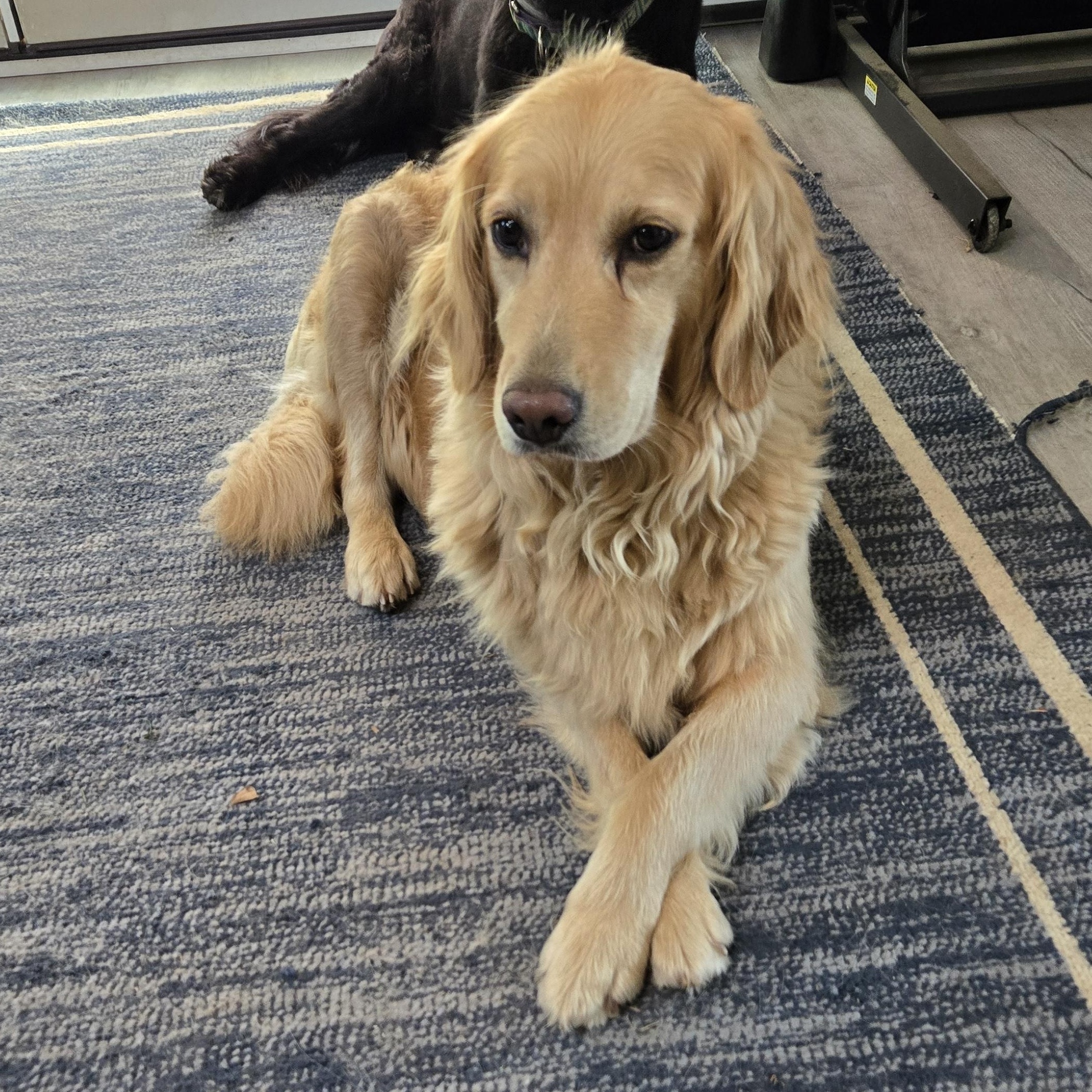 Honey, Adopted, Adult Female Golden Retriever.