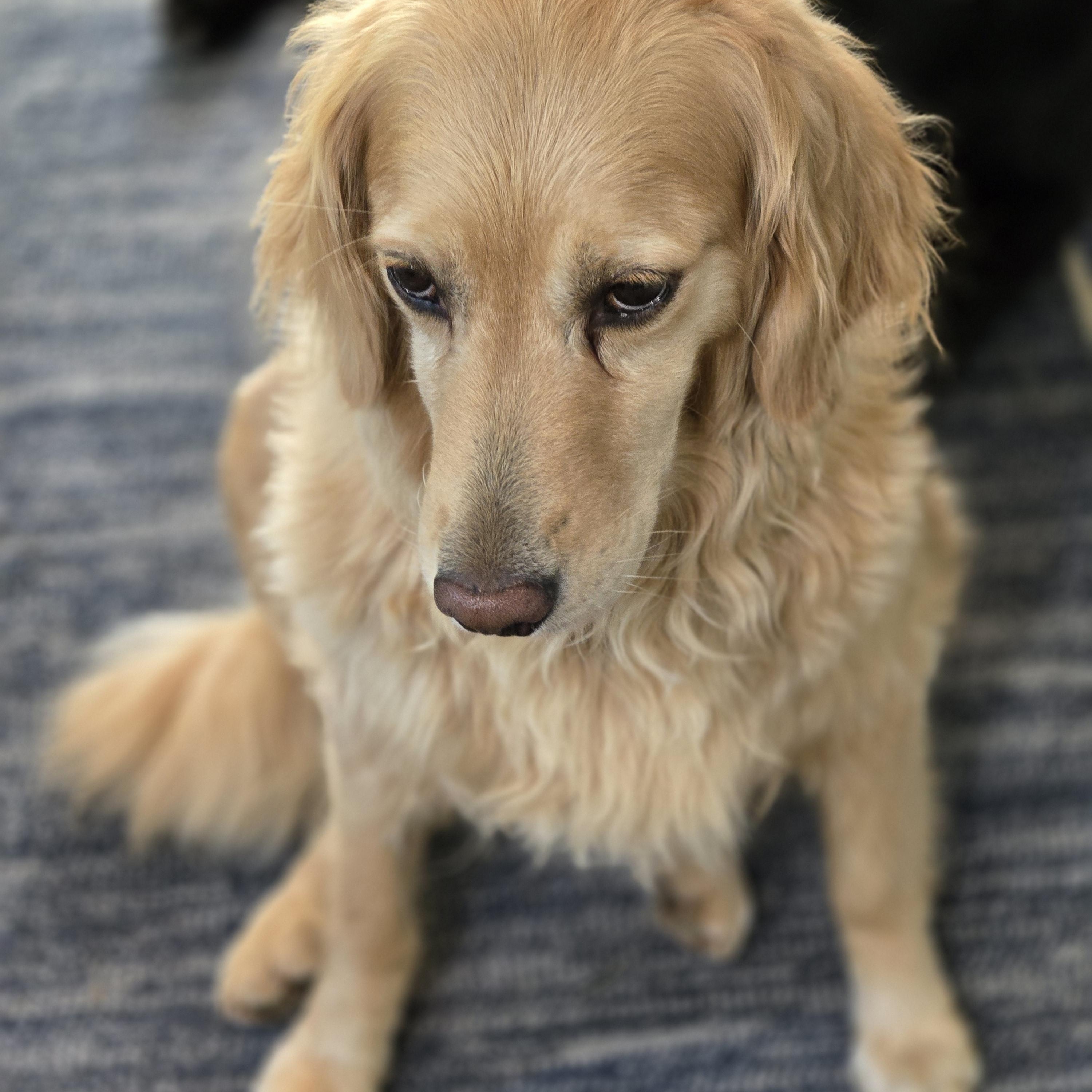 Enlarge Honey, a Adopted Golden Retriever in Grand Rapids, MI image 3/4