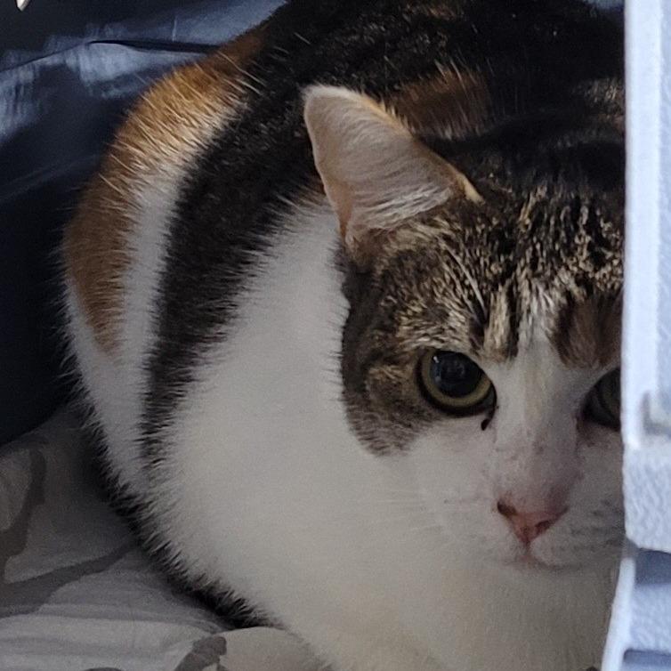 Enya, Adoptable, Adult Female Domestic Short Hair.