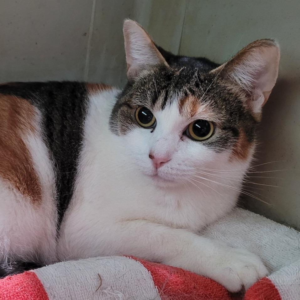 Enya, a Adoptable Domestic Short Hair in Coos Bay, OR image 2/4