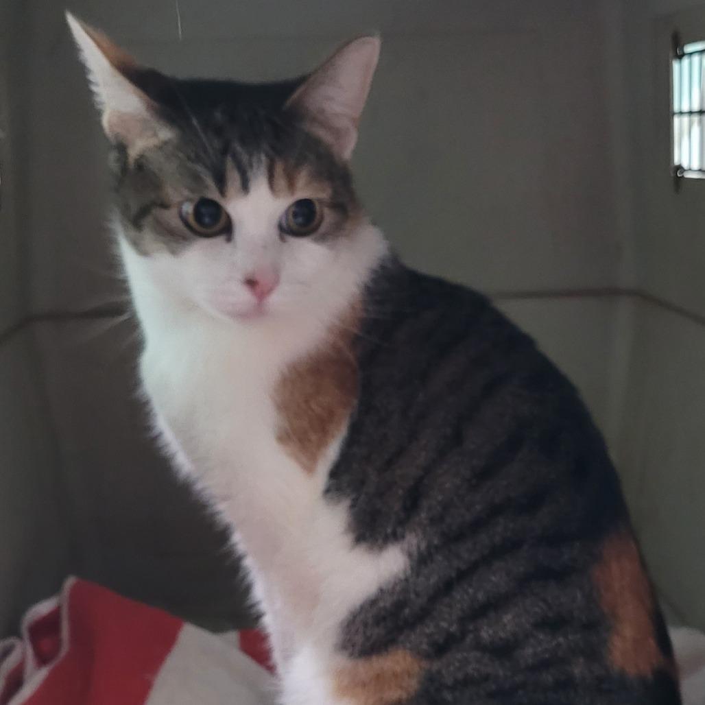 Enya, a Adoptable Domestic Short Hair in Coos Bay, OR image 3/4