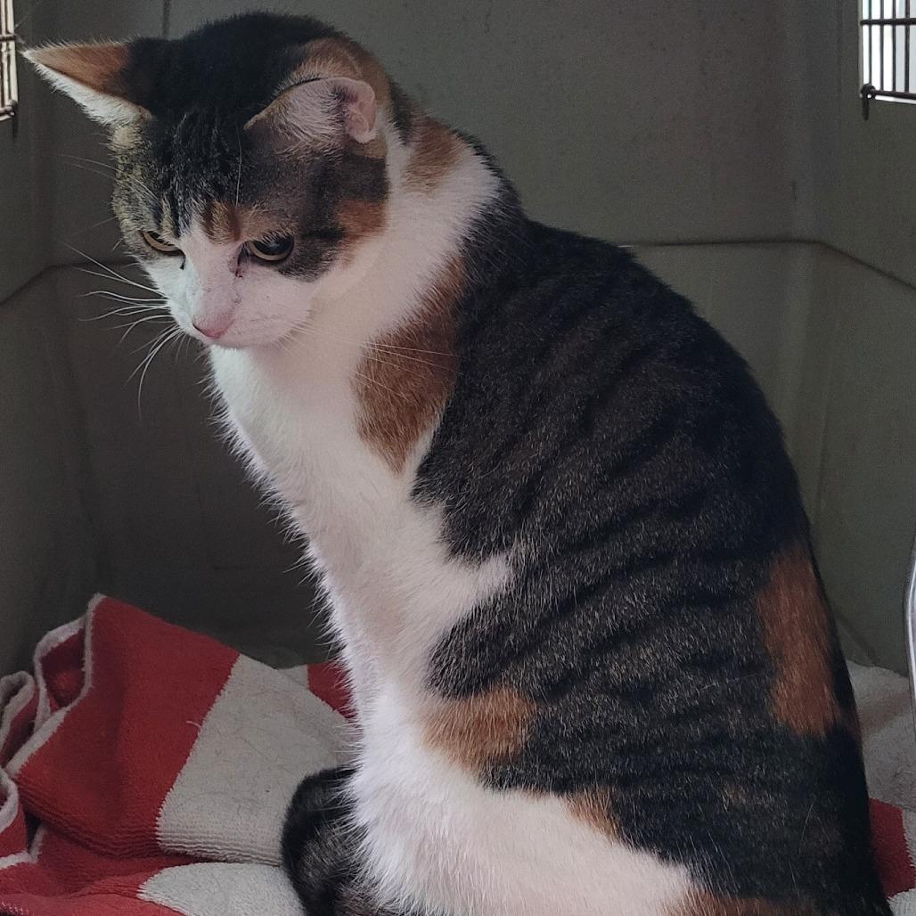 Enya, a Adoptable Domestic Short Hair in Coos Bay, OR image 4/4