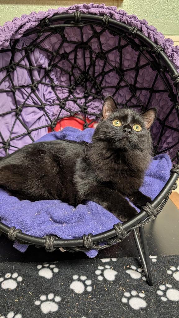 Raven, Adoptable, Young Female Domestic Short Hair.