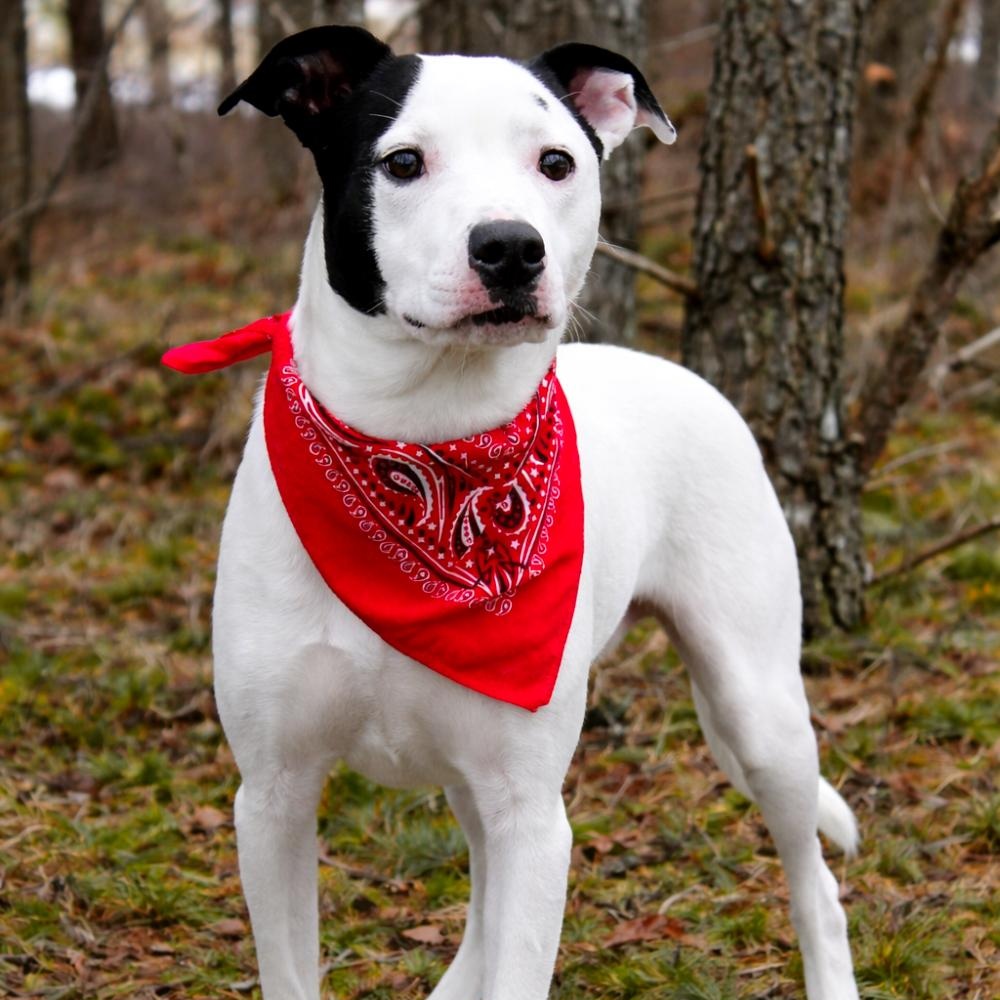 Charlie Chaplin, ADOPTABLE, Adult Male Mixed Breed.