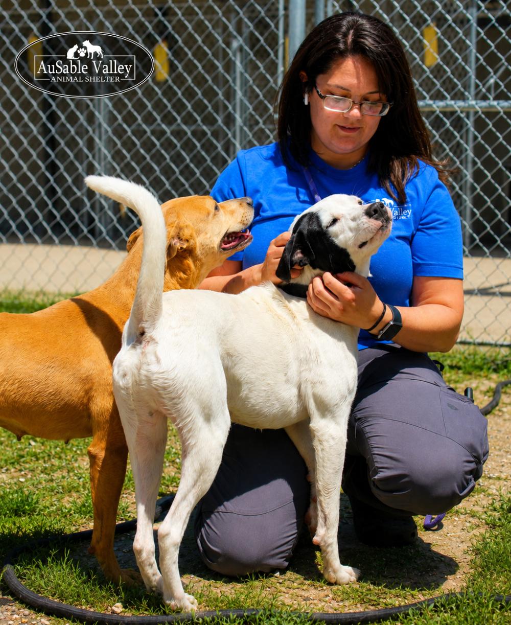 Enlarge Charlie Chaplin, an adoptable Mixed Breed in Grayling, MI image 6/6