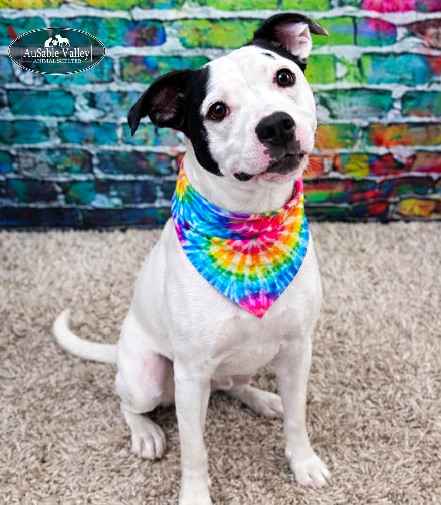 Enlarge Charlie Chaplin, a ADOPTABLE Mixed Breed in Grayling, MI image 2/6