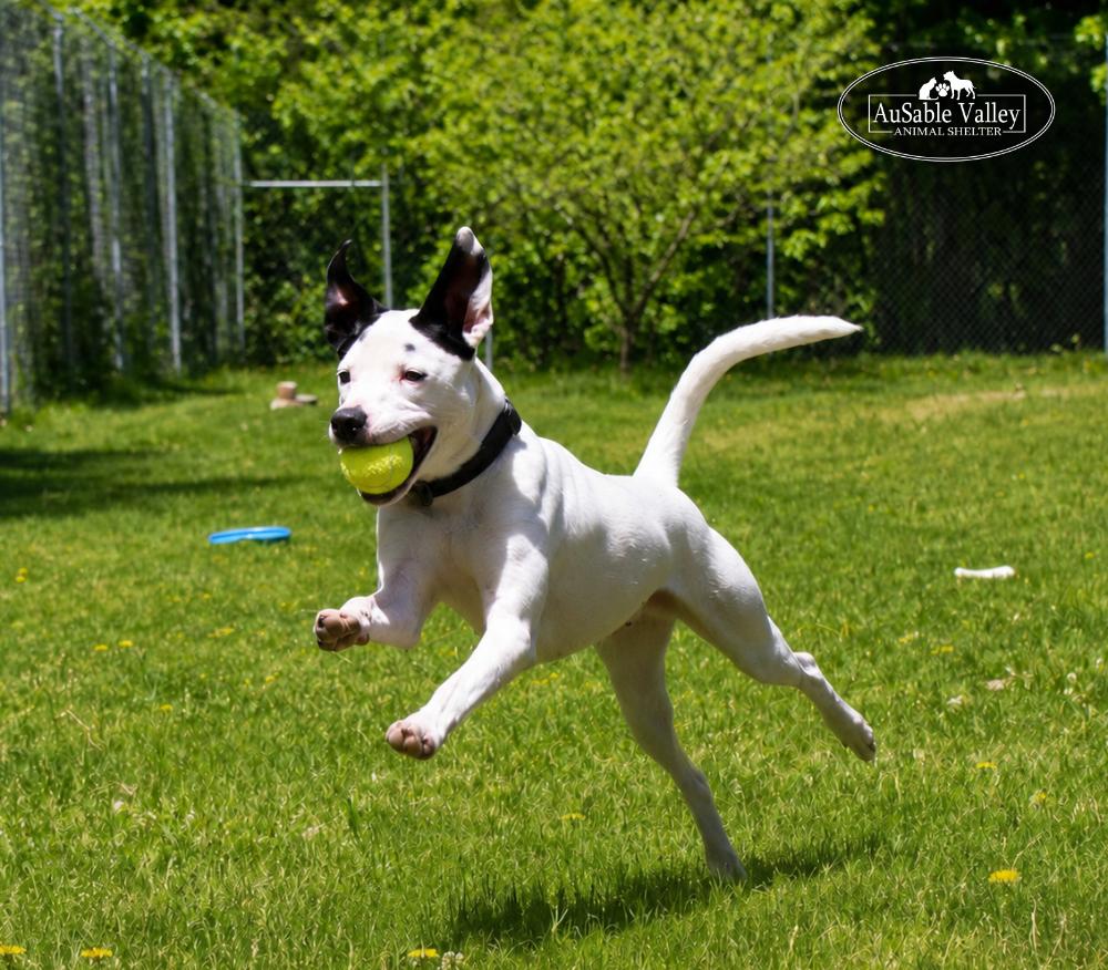 Enlarge Charlie Chaplin, an adoptable Mixed Breed in Grayling, MI image 5/6