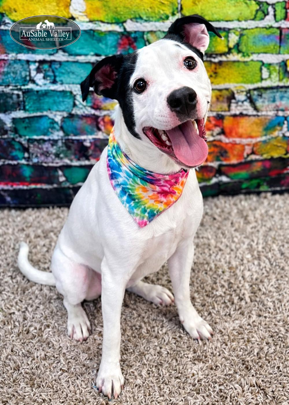 Enlarge Charlie Chaplin, a ADOPTABLE Mixed Breed in Grayling, MI image 6/6