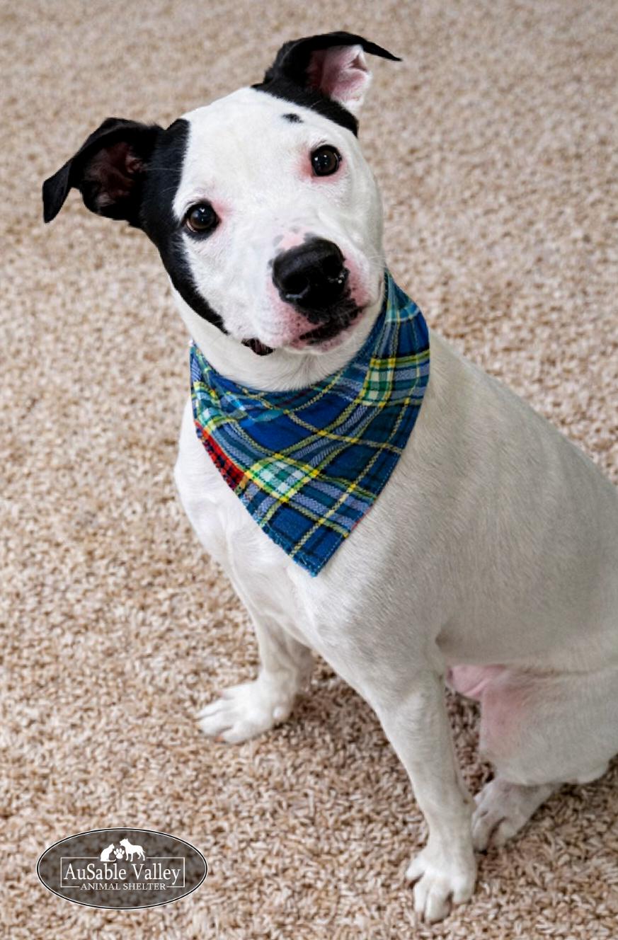 Enlarge Charlie Chaplin, a ADOPTABLE Mixed Breed in Grayling, MI image 3/6