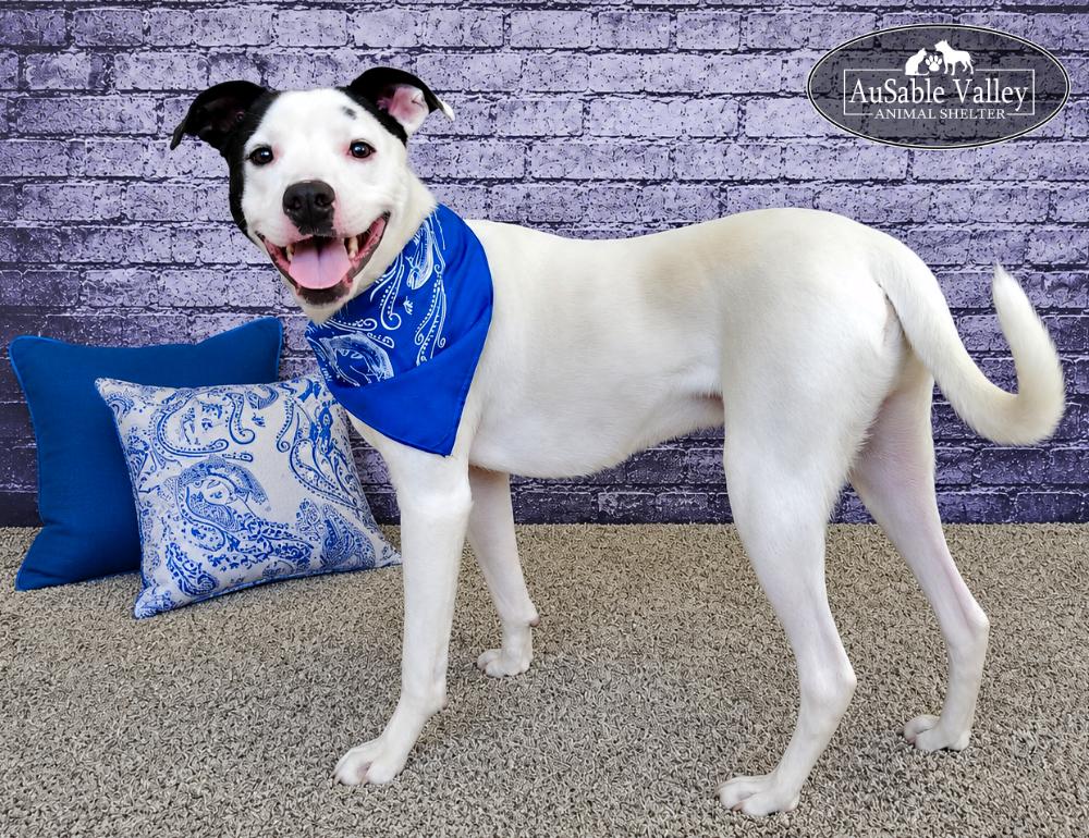 Charlie Chaplin, a ADOPTABLE Mixed Breed in Grayling, MI image 1/6