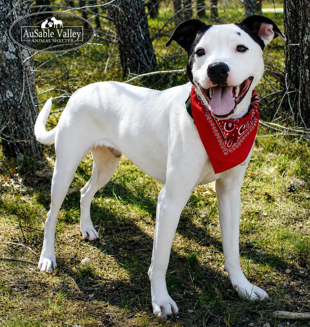 Enlarge Charlie Chaplin, an adoptable Mixed Breed in Grayling, MI image 1/6